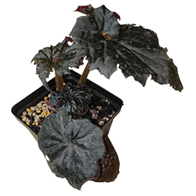 Begonia Black Taffetta