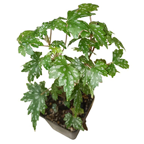 Begonia Dregii Glasgow