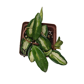 Hoya Krimson Princess