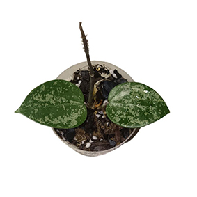 Hoya Heart Leaf Parasitica Splash