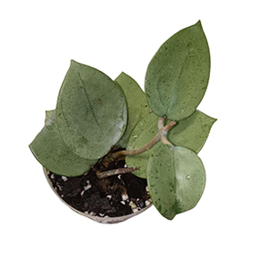 Hoya Heart Leaf Parasitica Silver