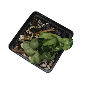 Hoya Compacta Hindu Rope