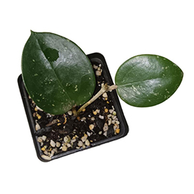 Hoya Heart Leaf Parasitica