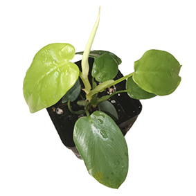 Philodendron Golden Violin