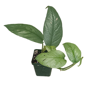 Epipremnum Cebu Blue