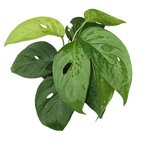 Monstera Adansonii