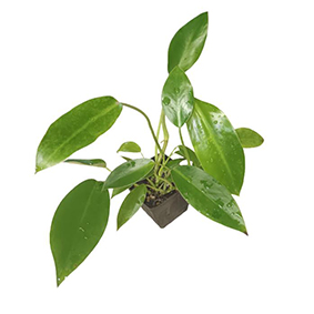 Philodendron Renauxii