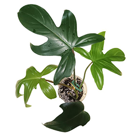 Philodendron Florida Green