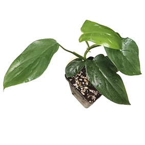 Philodendron Podatum