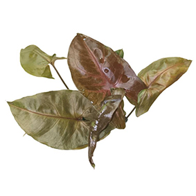 Syngonium Mango Allusion