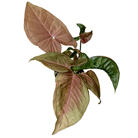 Syngonium Neon