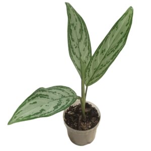 Aglaonema