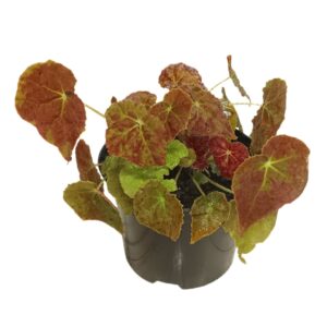 Begonia Autumn Embers