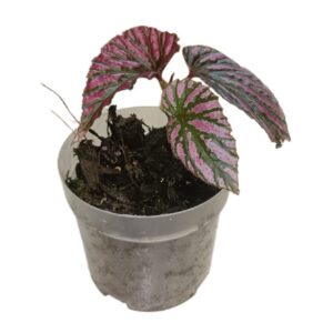 Begonia Breverimosa
