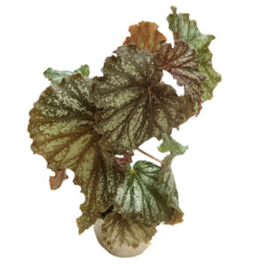 Begonia Galaxy