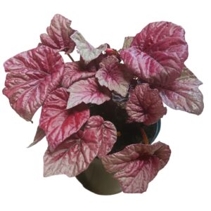 Begonia Inca Flame