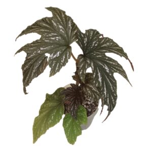 Begonia Lady Vanderwilt