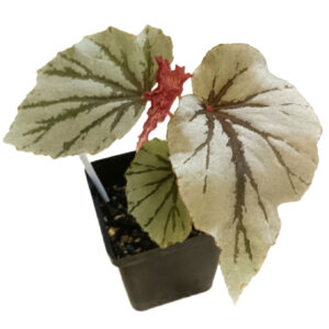 Begonia Looking Glass