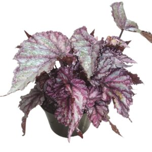 Begonia Rex 'Merengue'