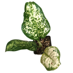Dieffenbachia Compacta