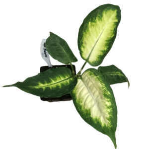 Dieffenbachia Tropic Marianne