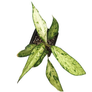 Dieffenbachia Starbright
