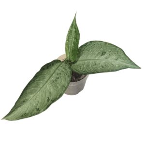 Dieffenbachia Memoria Corsii