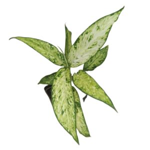 Dieffenbachia