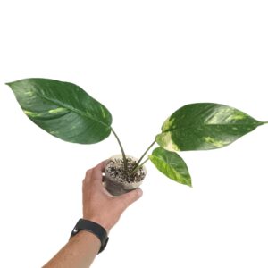 Epipremnum Pinnatum Golden Flame