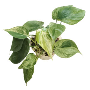 Philodendron Heart Leaf Variegated