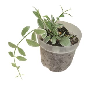 Dischidia White Diamond