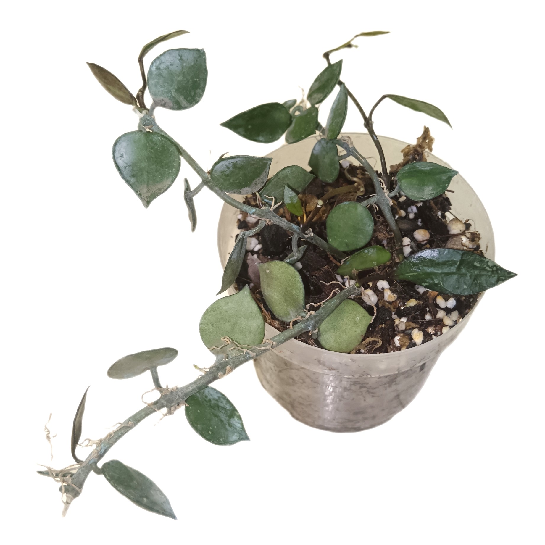 Hoya Krohniana Black Leaf
