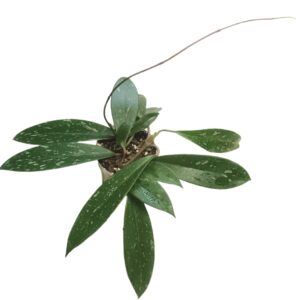 Hoya Publicalix Pink Silver Splash