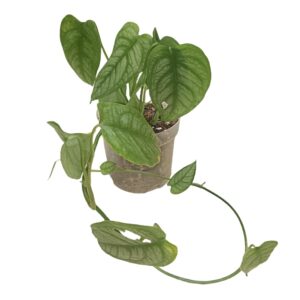 Monstera Siltepecana