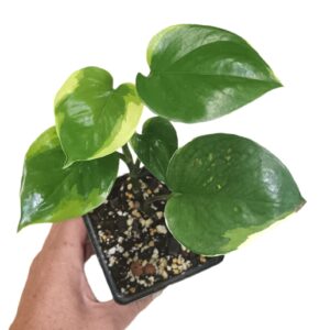 Pothos Manjula Sport