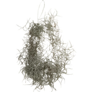 Air Plants & Succulents