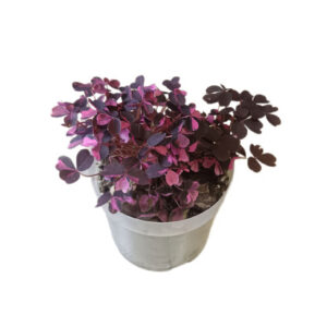 Oxalis Plum Crazy