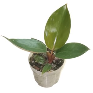 Philodendron Rojo Congo