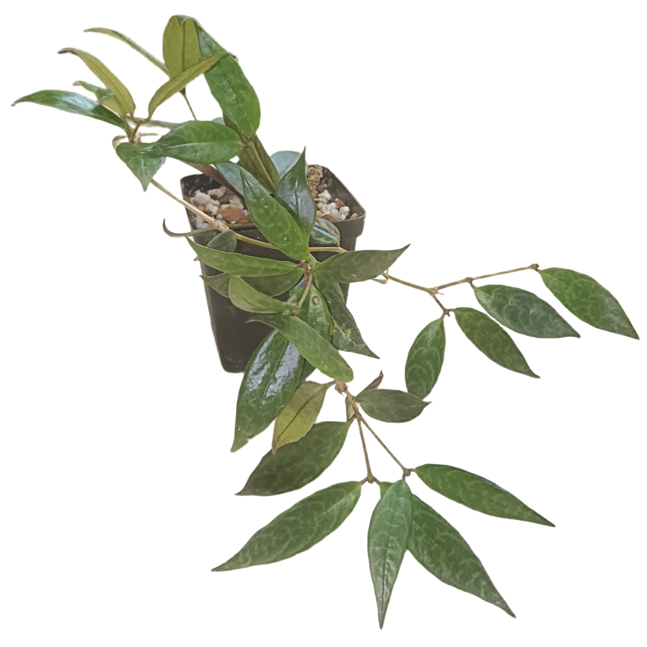 Pagoda Black Lipstick