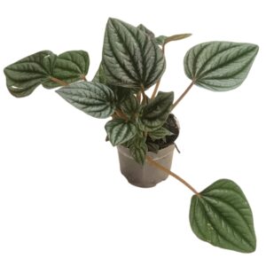 Peperomia