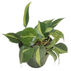 Philodendron Brasil