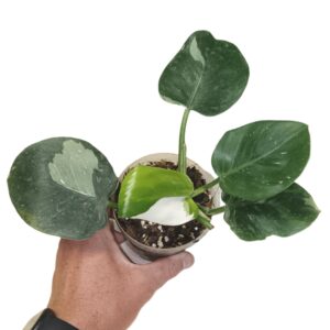 Philodendron White Knight