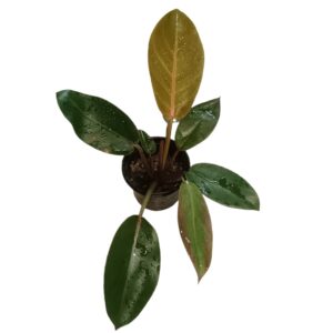 Philodendron Prince of Orange