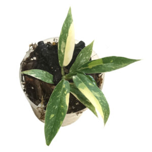 Philodendron Ring of Fire