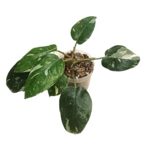 Philodendron White Princess