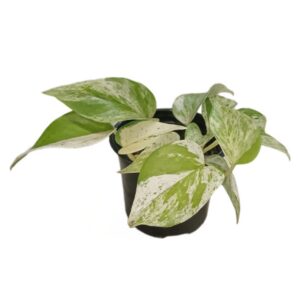 Pothos Snow Queen