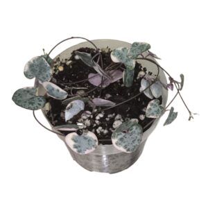 Variegated String of Hearts