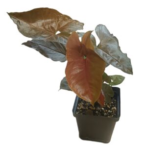 Syngonium Maria Bronze