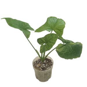 Syngonium Mojito