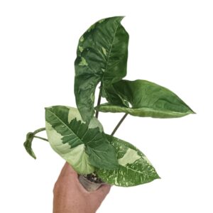 Syngonium Panda Galaxy